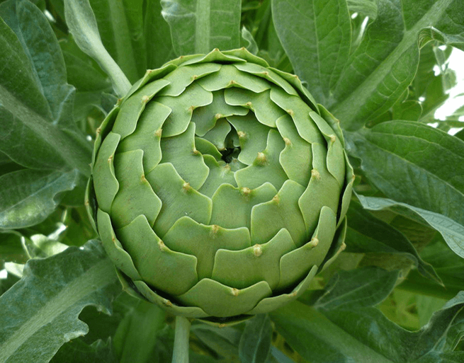 Fibonacci